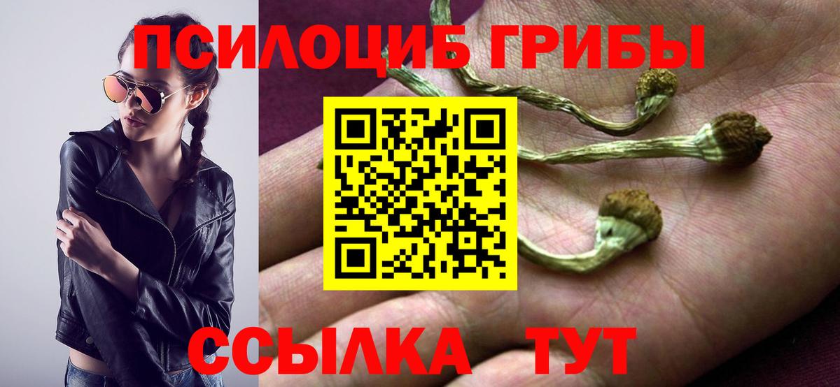 Псилоцибиновые грибы Psilocybine cubensis Гатчина